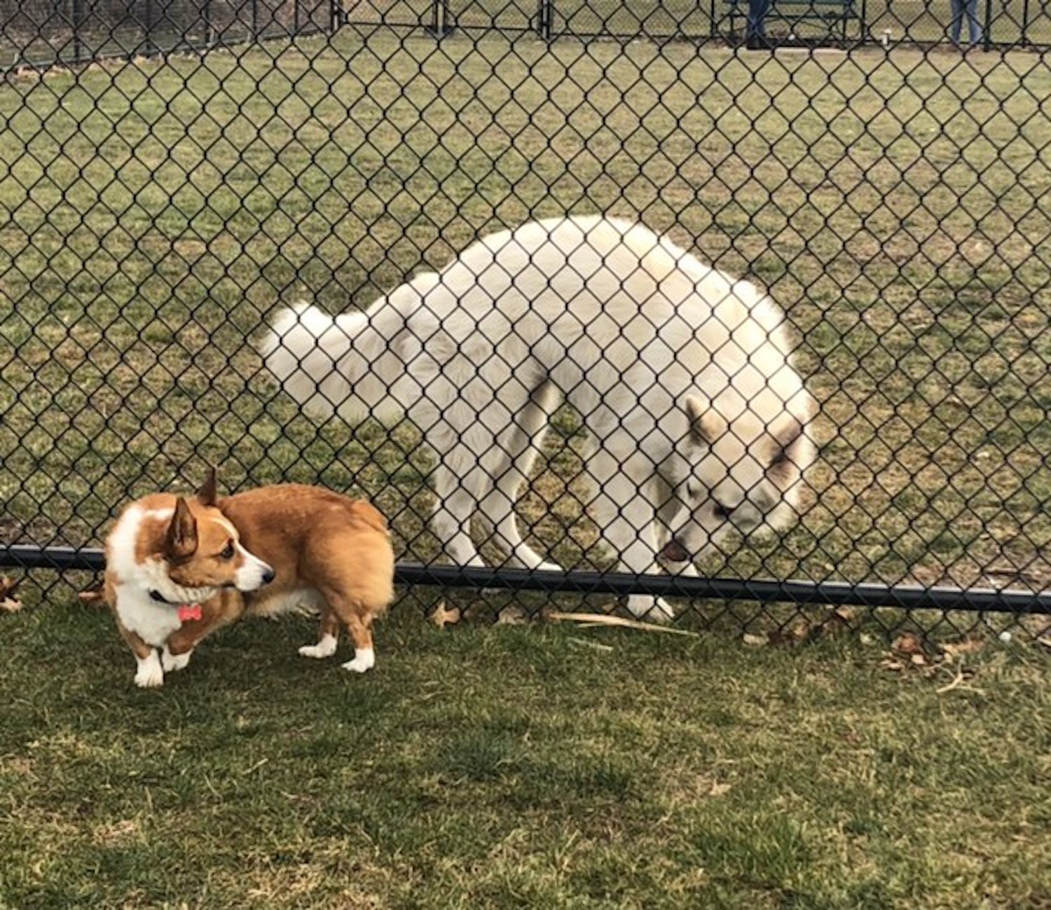 Pet owners excited after dog park opens in Oceanside Herald Community